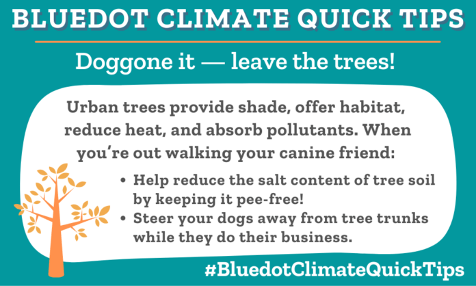 Climate Quick Tip: Urban trees provide shade, offer habitat, reduce heat, and absorb pollutants. When you’re out walking your canine friend: •Help reduce the salt content of tree soil by keeping it pee-free! •Steer your dogs away from tree trunks while they do their business.