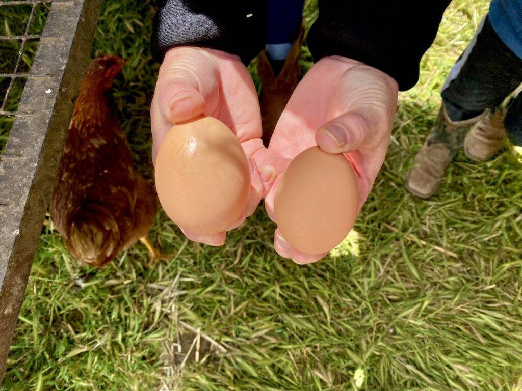 Eggs at Happy Hens farm.