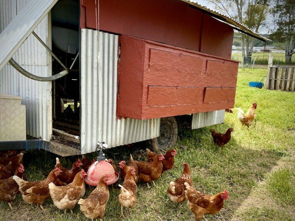 Hens at Happy Hens egg farm.