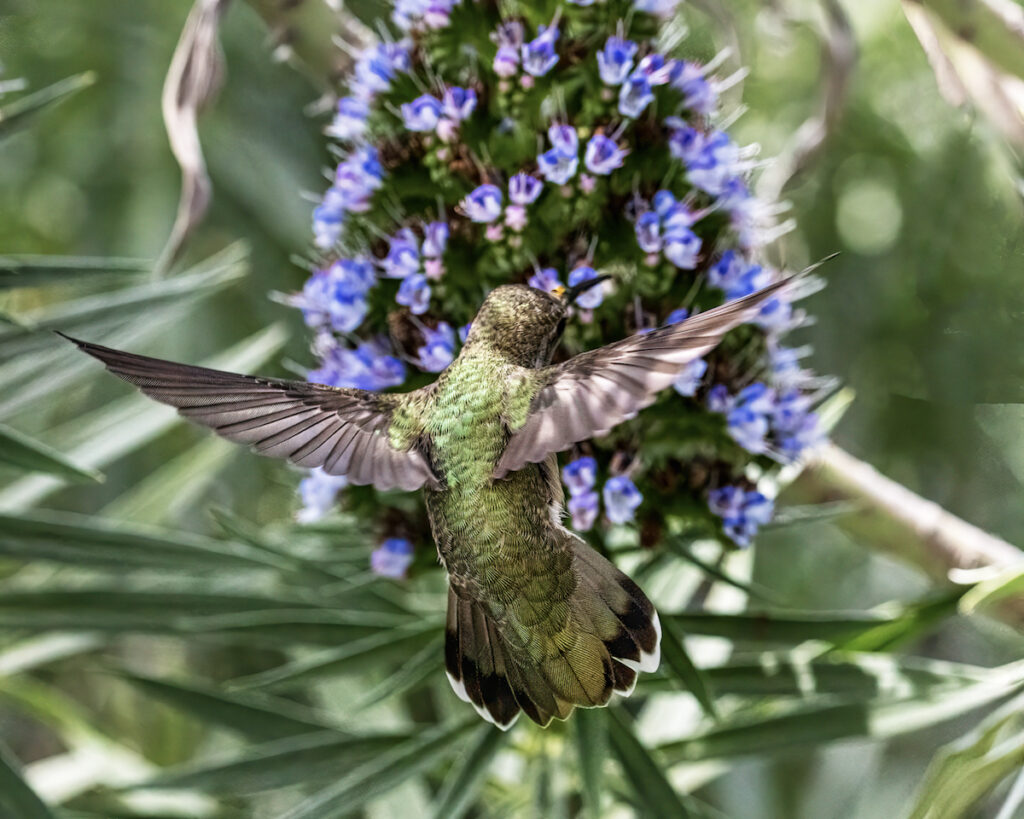Anna's hummingbird is the most common species local to San Diego.