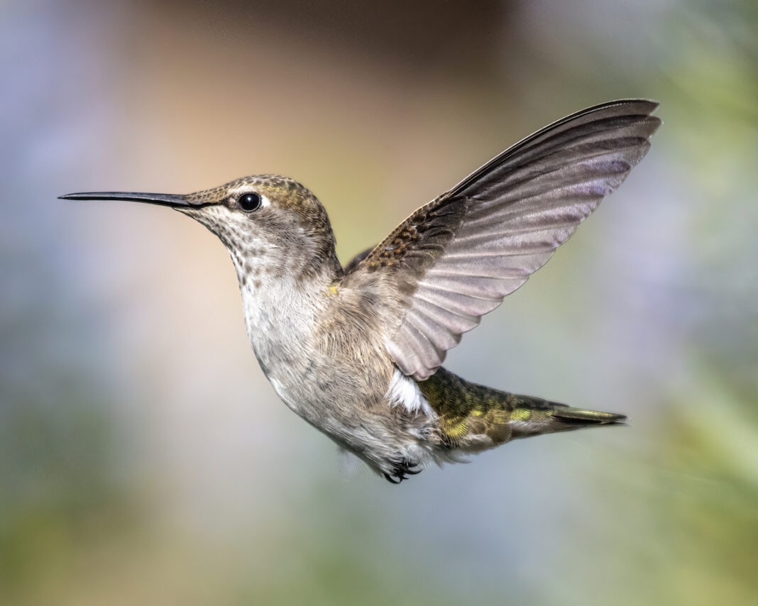 An Anna's hummingbird in flight.